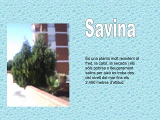 Savina És una planta molt resistent al fred, la calor, la secada i els sòls pobres o lleugerament salins per això es troba des del nivell del mar fins els 2.400 metres d'altitud. 