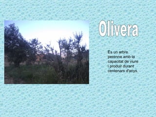 Olivera És un arbre perenne amb la capacitat de viure i produir durant centenars d'anys.  