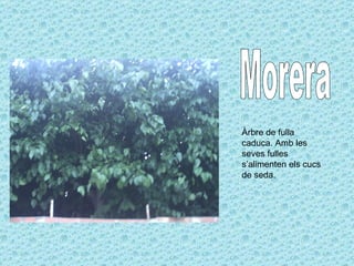 Morera Àrbre de fulla caduca. Amb les seves fulles s’alimenten els cucs de seda. 
