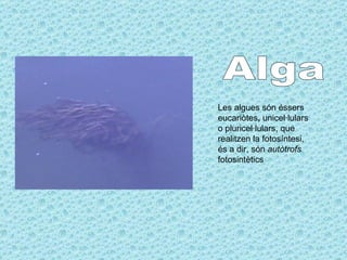 Alga Les algues són éssers eucariòtes ,  unicel·lulars o pluricel·lulars, que realitzen la fotosíntesi, és a dir, són  autòtrofs  fotosintètics  