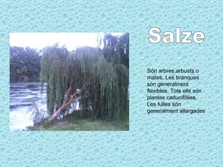Són arbres,arbusts o mates. Les branques són generalment flexibles. Tots ells són plantes caducifòlies. Les fulles són generalment allargades   Salze 