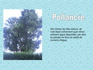 Són arbres de fulla caduca, de molt ràpid creixement quan tenen suficient aigua disponible, per això es planten en llocs al costat de corrents d'aigua.  Pollancre 