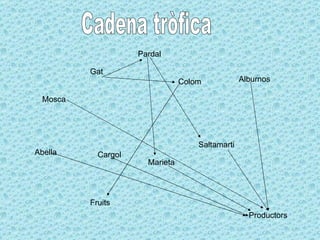 Gat Pardal Colom  Alburnos Mosca Cargol Saltamarti Abella Marieta Productors Cadena tròfica Fruits 