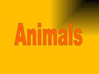 Animals 