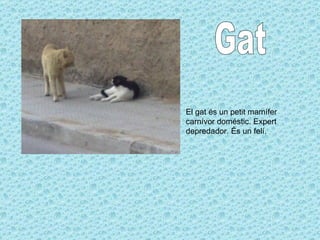 Gat El gat és un petit mamífer carnívor doméstic. Expert depredador. És un felí. 