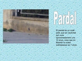 Pardal El pardal és un ocell petit, que en cautivitat pot viure aproximadament uns 13 anys, cosa que en llibertat no solen sobrepassar es 7 anys. 