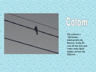 Colom Els coloms s´alimenten bàsicament de llavors i fruits.És una de les aus que volen més ràpid, poden arrivar als 56Km/h. 