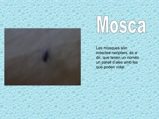 Mosca Les mosques són insectes neòpters, és a dir, que tenen un només un parell d’ales amb les que poden volar. 