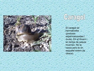 Caragol El caragol es hermafrodita (produeix espermatozoides i òvuls). En el Hivern i en temps de sequia hivernen. No te ossos pero te un esquelet extern,(la closca). 