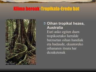 Klima beroak -Tropikala-Eredu bat Oihan tropikal hezea,  Australia Euri asko egiten duen tropikoetako lurralde batzuetan oihan handiak eta badaude, ekuatoreko oihanaren itsura har dezaketenak 