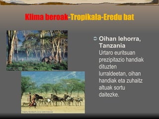 Klima beroak -Tropikala-Eredu bat Oihan lehorra,  Tanzania Urtaro euritsuan prezipitazio handiak dituzten lurraldeetan, oihan handiak eta zuhaitz altuak sortu daitezke. 
