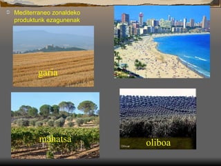 Mediterraneo zonaldeko produkturik ezagunenak mahatsa garia oliboa Benidorm-era joaten dira aitaita-amamak negu partean. Zergatik? Neguak epelak eta  udak oso beroak eta lehorrak   