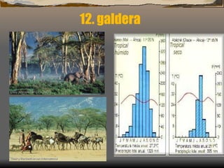 12. galdera Oso tenperatura berokoa da eta prezipitazio ugarikoa. Bi urtaro: hezea eta lehorra.  Prezipitazioak garai hezean ematen dira gehienbat. (Afrika, Kuba, India) 