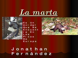 La marta Jonathan Fernández  1º A La marta Es Un Animal Que Se Encuentra En Los Picos De Europa La Fuina 