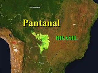 Pantanal BRASIL 
