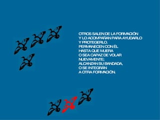 OTROS SALEN DE LA FORMACIÓN Y LO ACOMPAÑAN PARA AYUDARLO Y PROTEGERLO. PERMANECEN CON ÉL  HASTA QUE MUERA O SEA CAPAZ DE VOLAR  NUEVAMENTE; ALCANZAN SU BANDADA,  O SE INTEGRÁN A OTRA FORMACIÓN. 