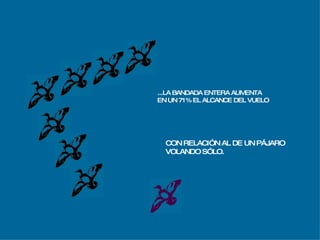 ...LA BANDADA ENTERA AUMENTA EN UN 71% EL ALCANCE DEL VUELO CON RELACIÓN AL DE UN PÁJARO VOLANDO SÓLO. 