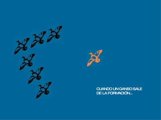 CUANDO UN GANSO SALE  DE LA FORMACIÓN... 