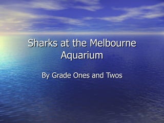 Sharks at the Melbourne Aquarium By Grade Ones and Twos 
