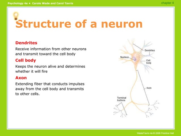 Brain Functions PowerPoint