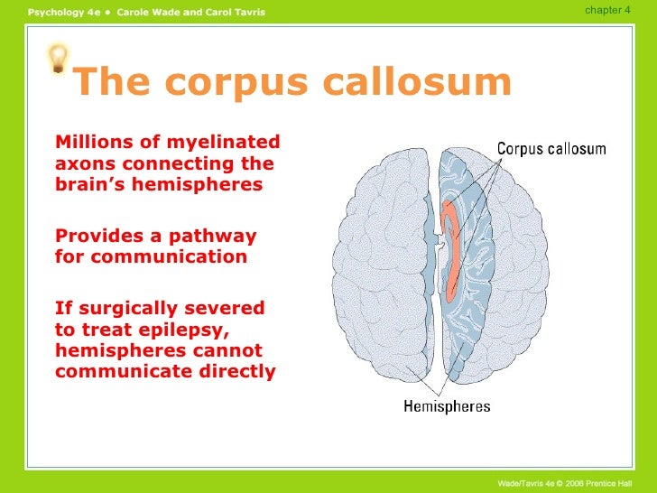 Brain Functions PowerPoint