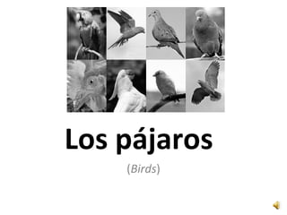 Los pájaros ( Birds ) 