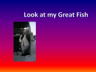 Look at my Great Fish 