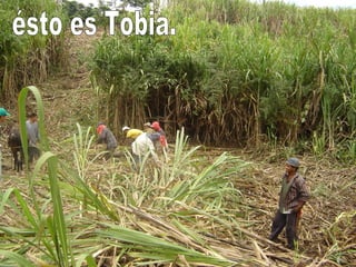 ésto es Tobia. 