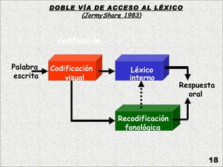 DOBLE VÍA DE ACCESO AL LÉXICO
                  (Jormy Share 1983)
                             ,



             Codificación


Palabra    Codificación         Léxico
 escrita       visual          interno
                                             Respuesta
                                               oral


                            Recodificación
                              fonológica



                                                    18
 