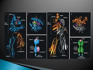 Mecanismo de alorreconocimiento directoMigración de células deLangherans al gg linfáticoInjerto de pielMigración de las células Tefectoras al injertoRechazo del injerto