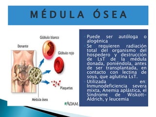 Hipersensibilidad retardada