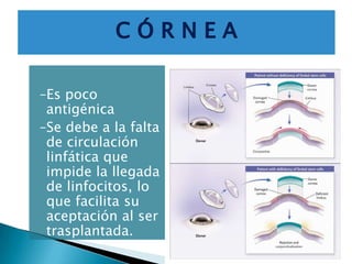 Prevención y tratamiento del rechazo: rechazo hiperágudoNo responde a ningún tratamiento Se puede prevenir, no realizando transplantes entre individuos:De distintas especies o grupos sanguíneosO que puedan haberse inmunizado previamente en embarazos o transfusiones sanguíneas. 