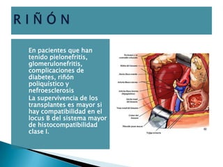 Prevención y tratamiento del rechazo crónicoSu frecuencia disminuye con : Prevención: elección de donantes y receptores histocompatibles.Tratamiento inmunosupresor triple con ciclosporina A, azatioprina y corticoesteroides.