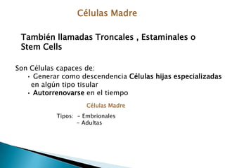 Rapamicina (sirolimus)DUP 785(Brequinar) un inhibidor nocompetitivo de la dihidroorotatodeshidrogenasamitochondrial15-deoxispergualina (spanidin) detiene la maduración de linfocitos T y BAnti-CD20 Anticuerpo especifico del antígeno de células B CD20Tratamientos inmunosupresores: Inhibición de linfocitos B