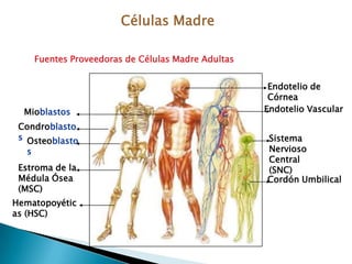 Solo requieren compatibilidad en ABD y Rh.