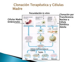 Si un paciente recibe una transfusión y se expresen antígenos no expresados en los eritrocitos propios, se producirá una reacción transfusional. 