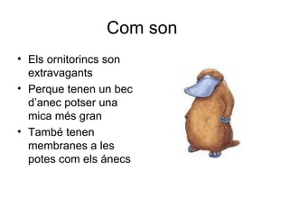 Com son  Els ornitorincs son extravagants Perque tenen un bec d’anec potser una mica més gran També tenen membranes a les potes com els ánecs 