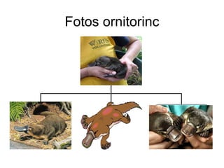 Fotos ornitorinc 