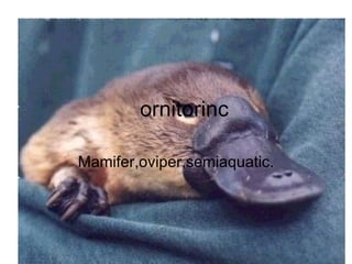 ornitorinc Mamifer,oviper,semiaquatic. 