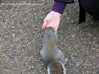Но успели покормить белочек 
