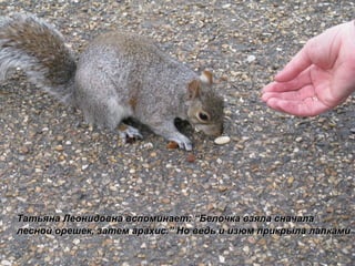 Татьяна Леонидовна вспоминает:  “ Белочка взяла   сначала лесной орешек, затем арахис. ”  Но ведь и изюм прикрыла лапками 