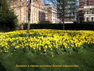 Лужайки в парках усыпаны дикими нарциссами 