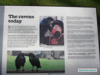 Хранитель воронов 