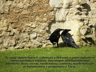 По указу короля Карла II, изданного в XVII веке, в замке держат не менее шестерых воронов. Это вопрос государственной важности. Были случаи, когда вороны улетали, тогда полиция их отлавливала и возвращала в Тауэр.  