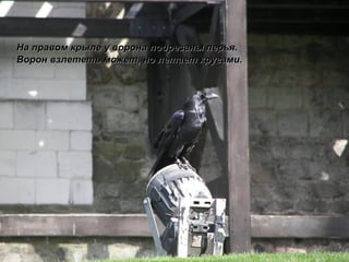 На правом крыле у ворона подрезаны перья. Ворон взлететь может, но летает кругами. 