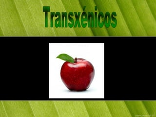 Transxénicos 