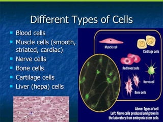 Different Types of Cells Blood cells Muscle cells (smooth, striated, cardiac) Nerve cells Bone cells Cartilage cells Liver (hepa) cells 