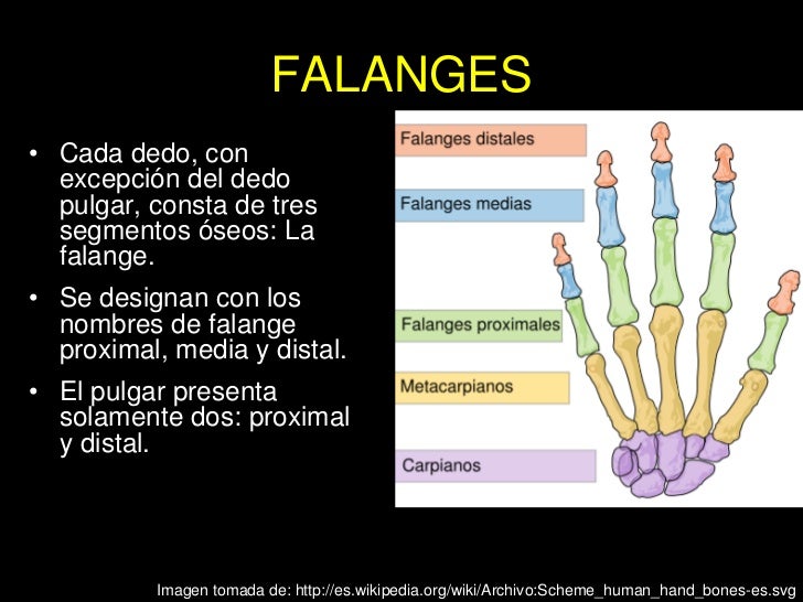 Dolor En Las Falanges De Los Dedos