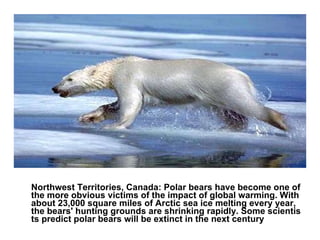 Northwest Territories, Canada : Polar bears have become one of the more obvious victims of the impact of global warming. With about 23,000 square miles of Arctic sea ice melting every year, the bears' hunting grounds are shrinking rapidly. Some scientists predict polar bears will be extinct in the next century 