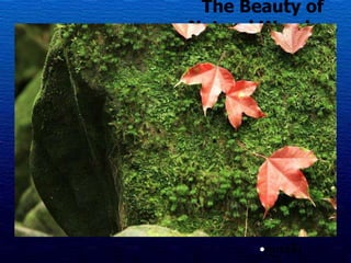 The Beauty of Natural Wonders ภูกระดึง 